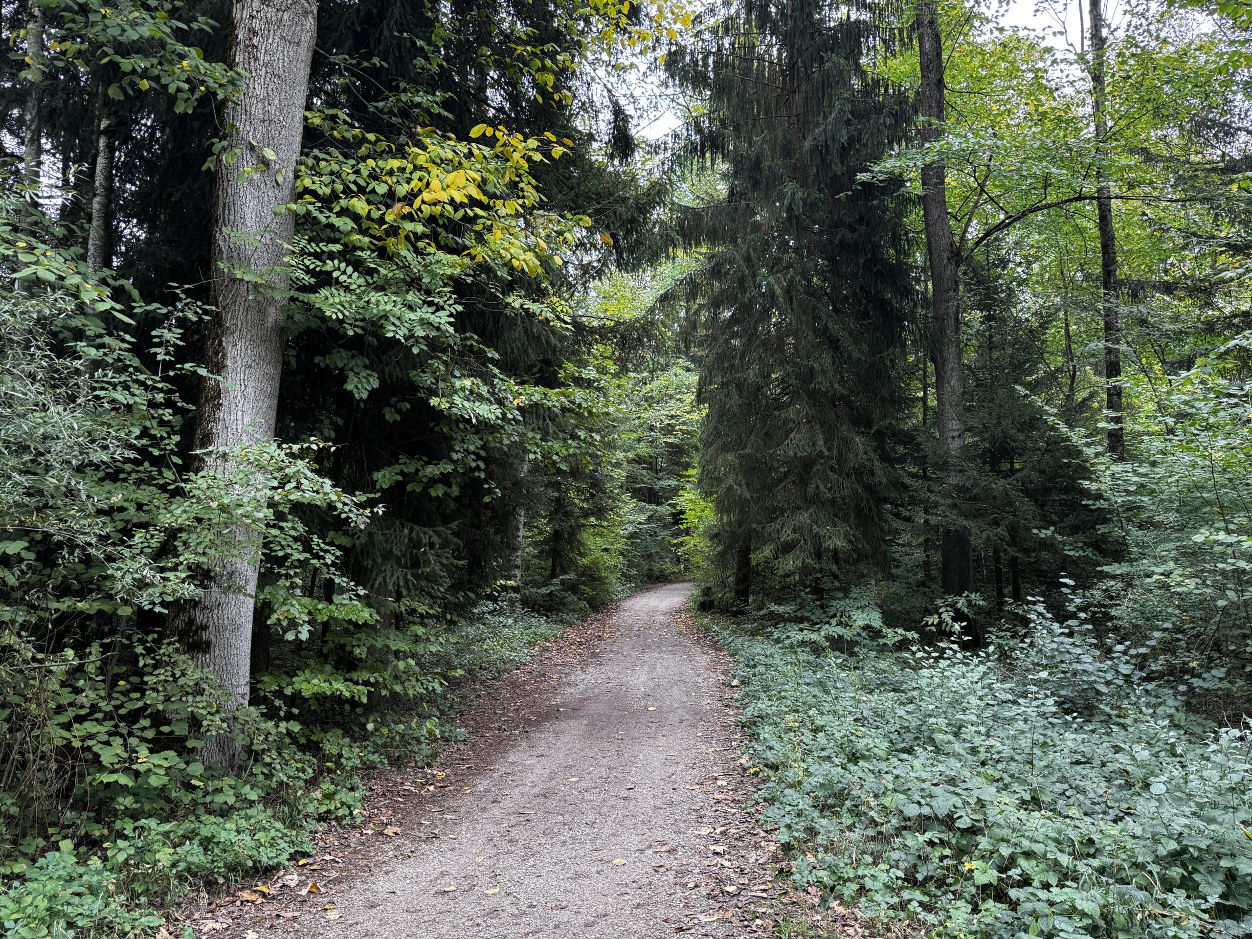 Däntsch und Schächli
